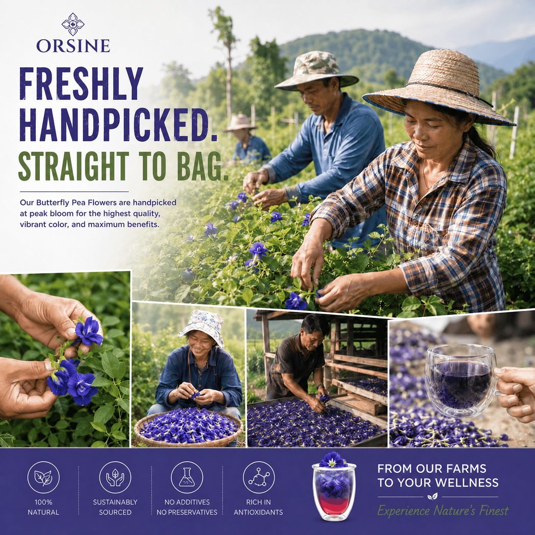 Orsine product artwork showing butterfly pea flowers being harvested and dried