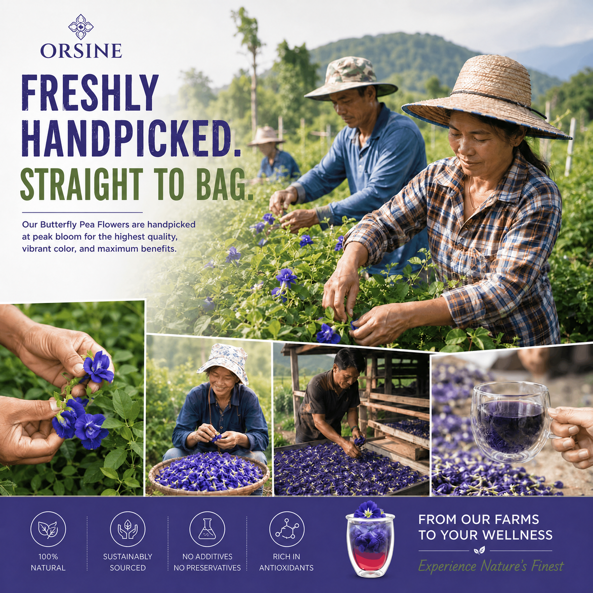 Orsine Organic Dried Butterfly Pea Flower Tea